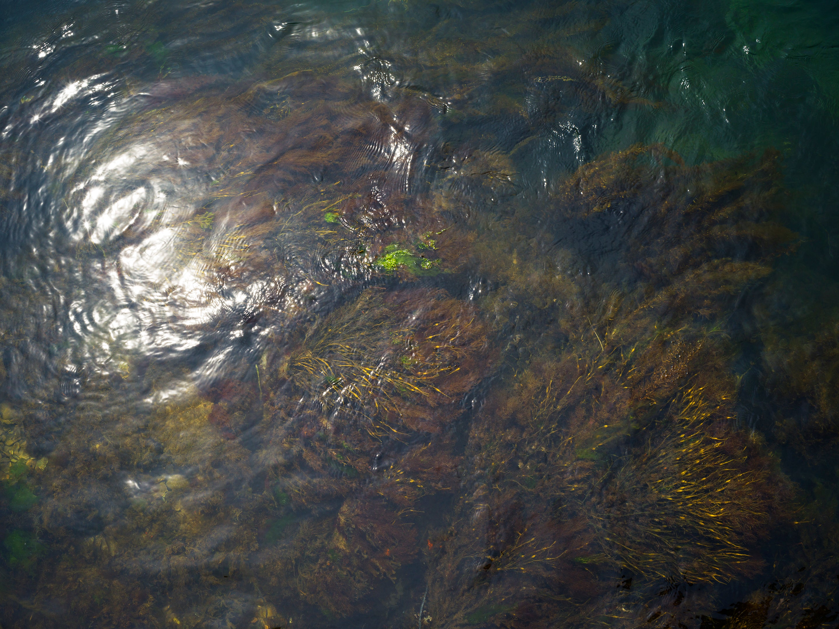 Diver Caught Seaweed