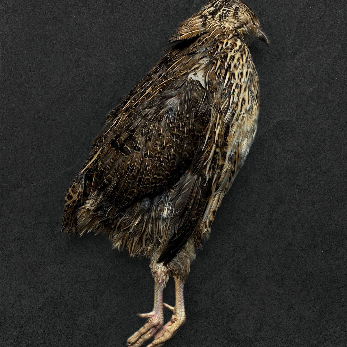 Coturnix Quail – Regalis Foods