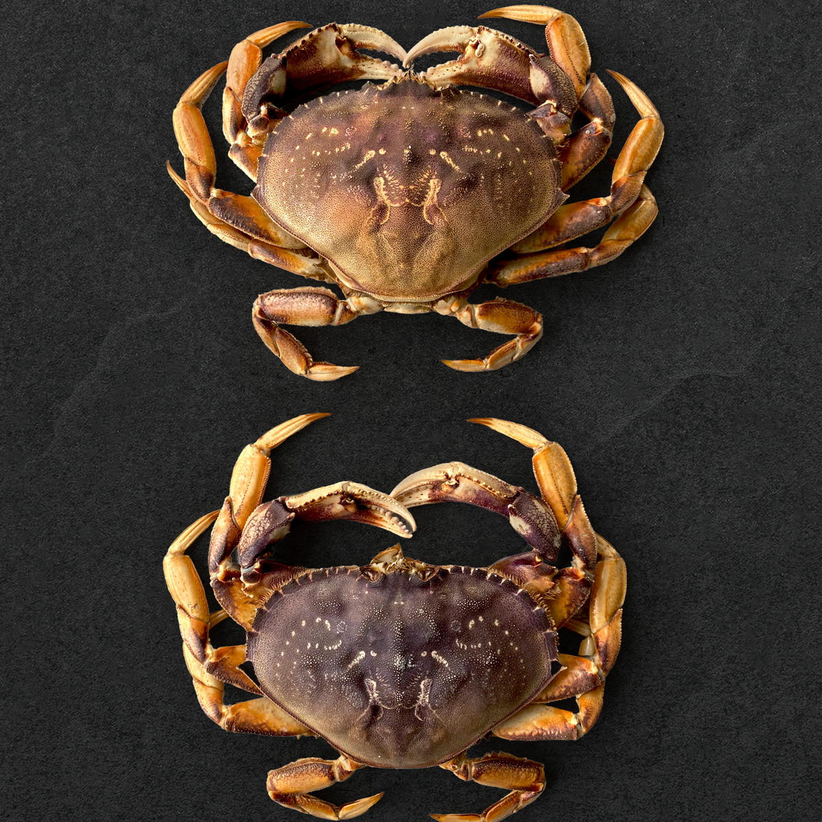 Live California Dungeness Crab – Regalis Foods