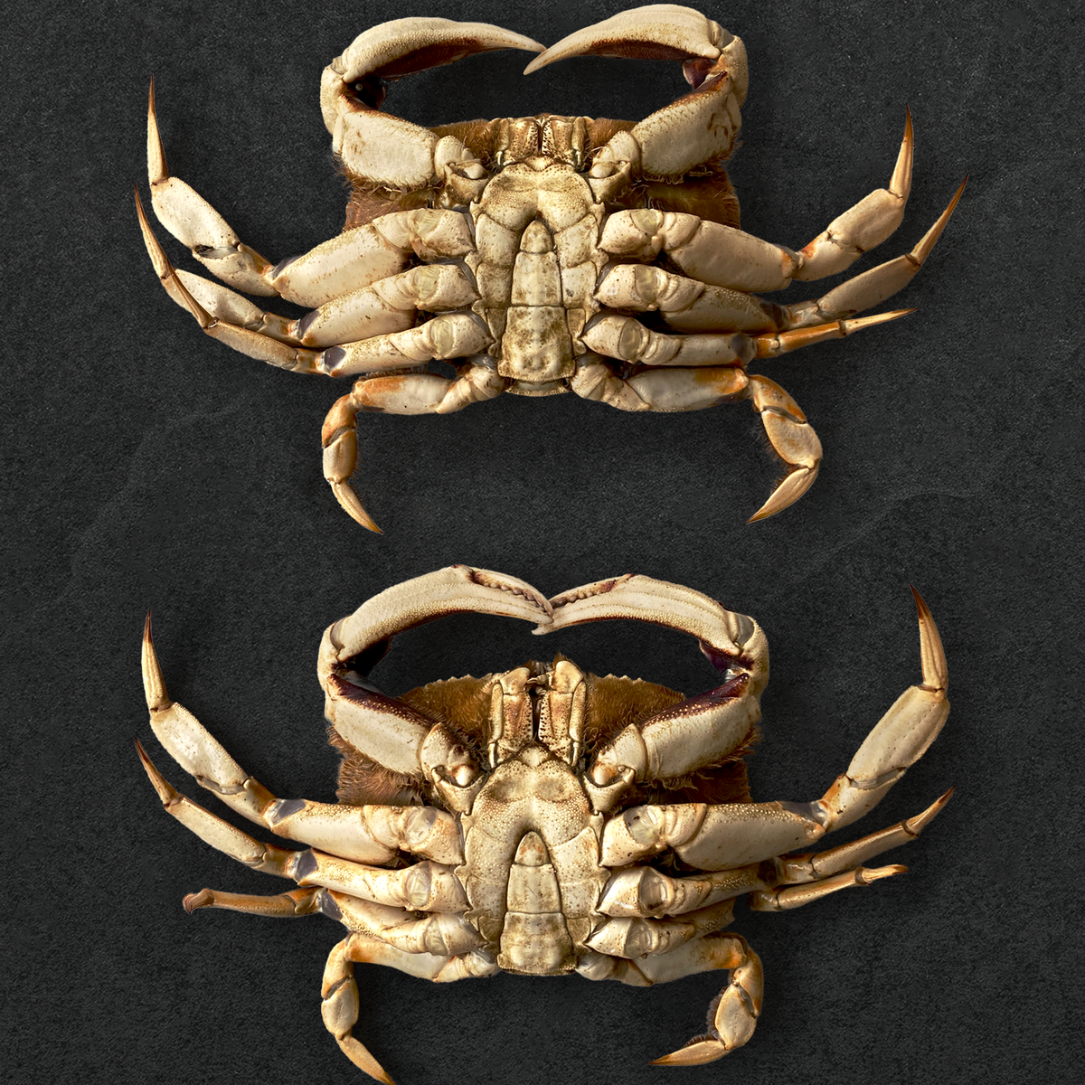 Live California Dungeness Crab – Regalis Foods