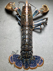 Live European Blue Lobster (1 lb- 1.5lb)