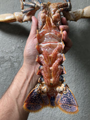 Live European Blue Lobster (~1.5 - 2.2 lbs)