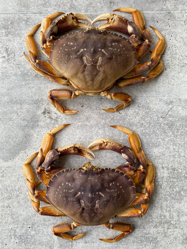 Best Live California Dungeness Crab, 1.5-2.5 lb. avg. photos by Regalis Foods - item 2