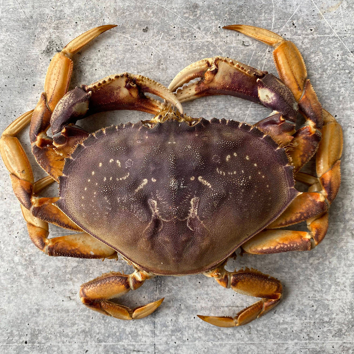 Live California Dungeness Crab – Regalis Foods