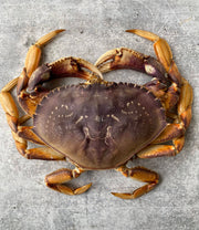 Live California Dungeness Crab, 1.5-2.5 lb. avg.