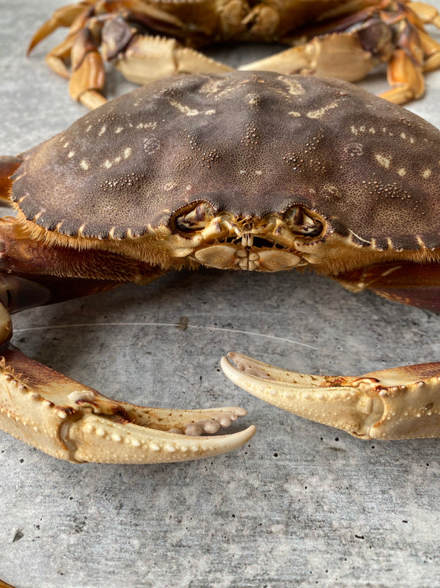 Best Live California Dungeness Crab, 1.5-2.5 lb. avg. photos by Regalis Foods - item 4