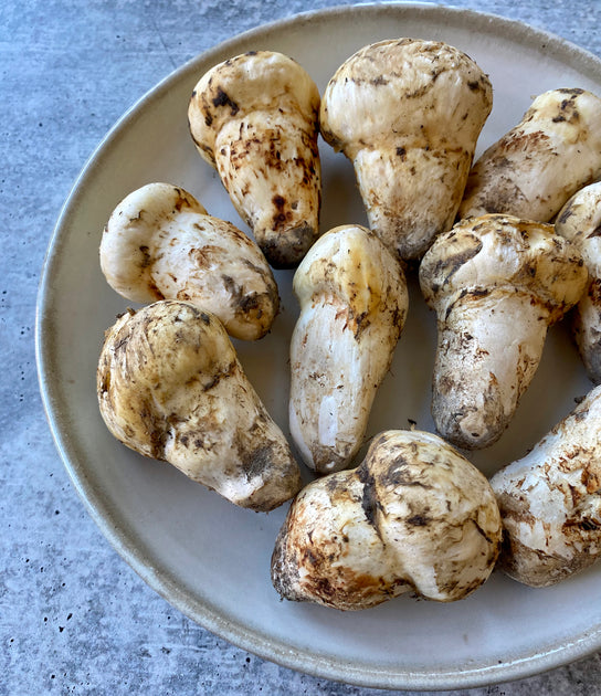 Wild Matsutake (Pine Mushrooms) Buy at Regalis Foods