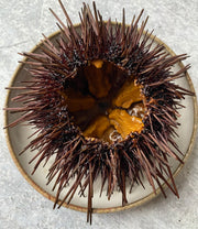 Diver Caught Live Sea Urchin