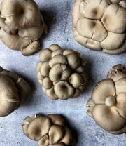 Silver Oyster Mushrooms
