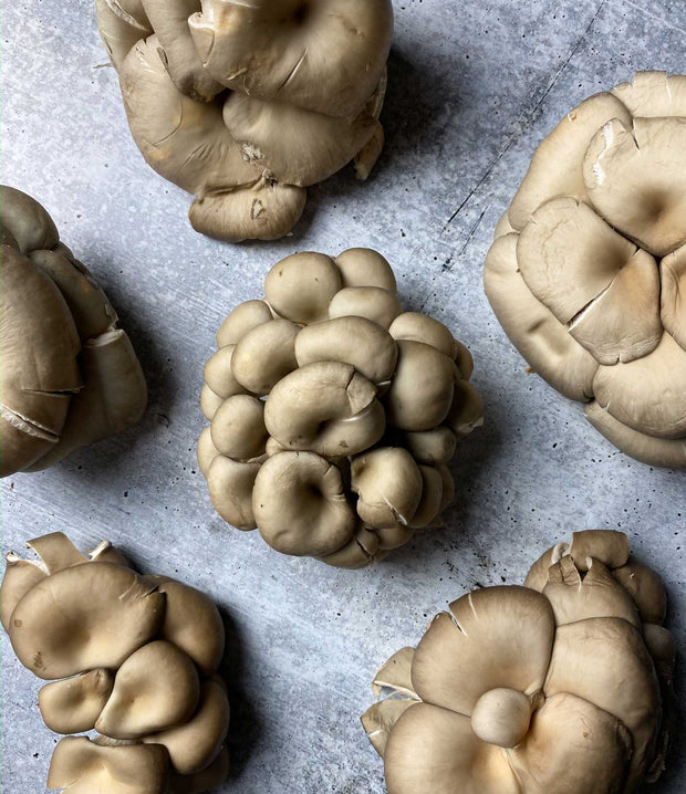 Best Silver Oyster Mushrooms photos by Regalis Foods - item 4