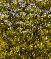 Badasoop Roasted Laver Seaweed, Seasoned