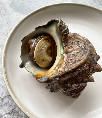 Best Sazae Horned Turban Shell Snail from Toyosu Market photos by Regalis Foods - item 1
