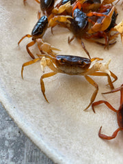 Sawagani (Japanese Soft-shell Freshwater Crabs), 250g