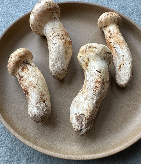 Wild Matsutake (Pine Mushrooms) Buy at Regalis Foods
