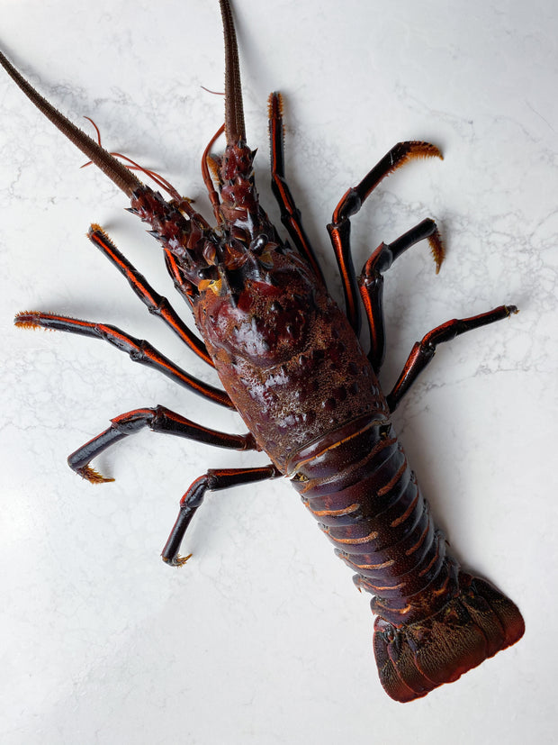 Best Live California Spiny Lobster, 1.25-1.5 lb. avg photos by Regalis Foods - item 2