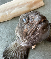 Arctic Spotted Wolffish (~6 lbs)