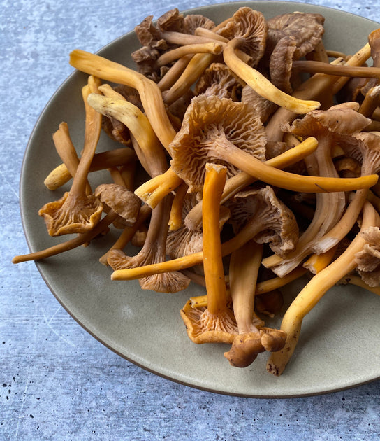Wild Yellowfoot Chanterelles, 1 lb. Buy at Regalis Foods