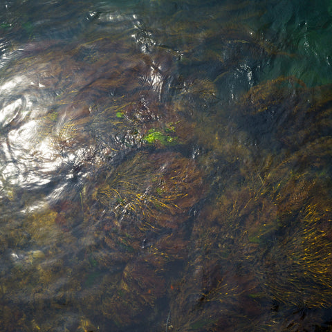 Diver Caught Seaweed