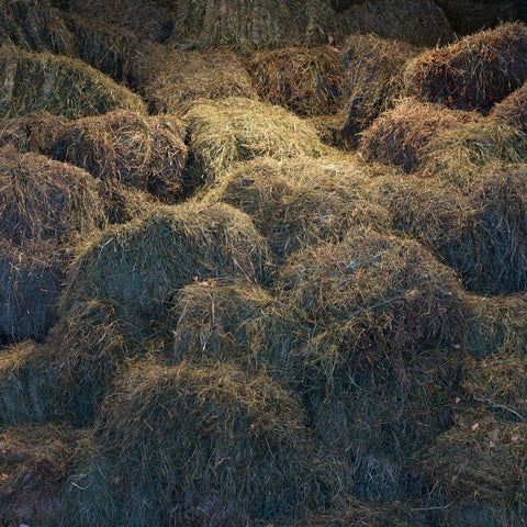 Japanese Wagyu