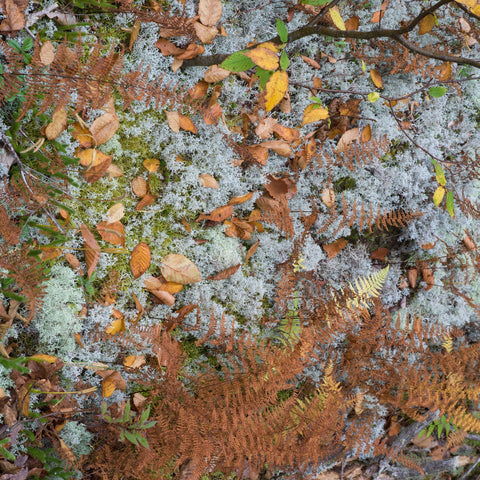 Dried Mushrooms