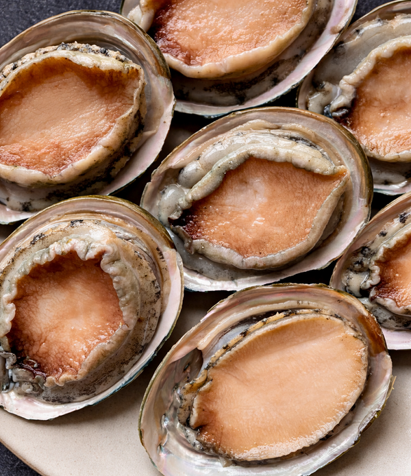 Australian Greenlip Abalone