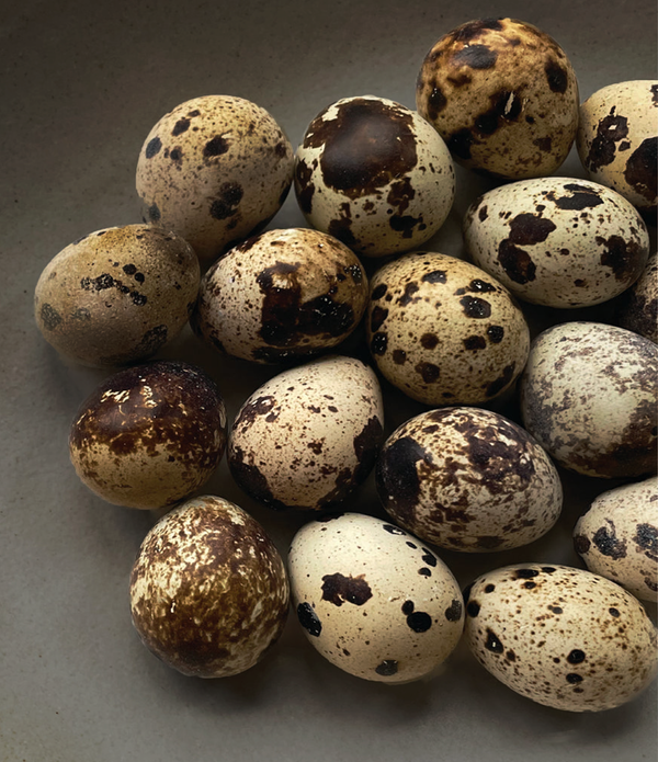 Balut Cortunix Quail Eggs