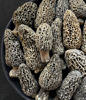 Fresh Gray Morel mushrooms
