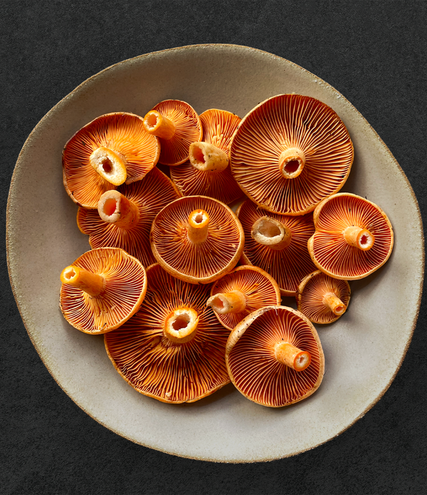 Saffron Milk Cap Mushrooms