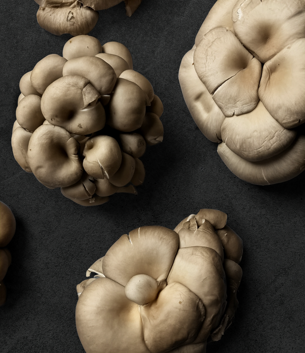 Silver Oyster Mushrooms