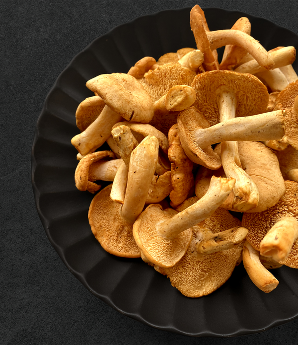 Wild Hedgehog Mushrooms