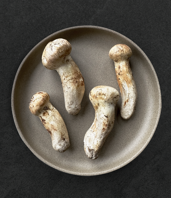 Wild Matsutake (Pine Mushrooms)