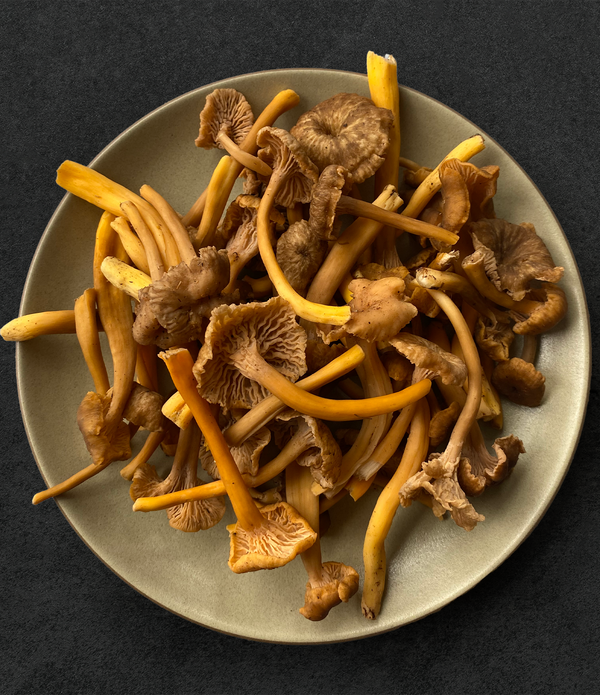 Wild Yellowfoot Chanterelles