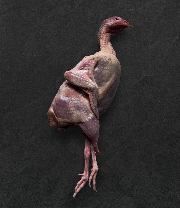 Coturnix Quail, "New York Dressed"