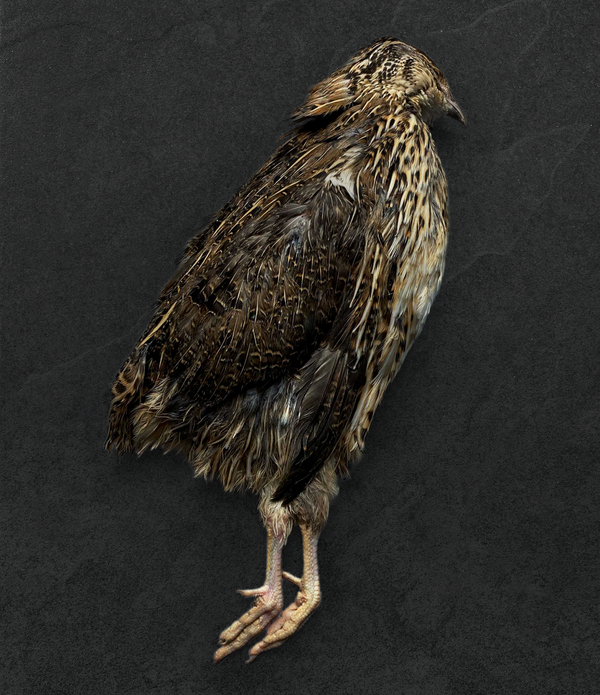 Coturnix Quail
