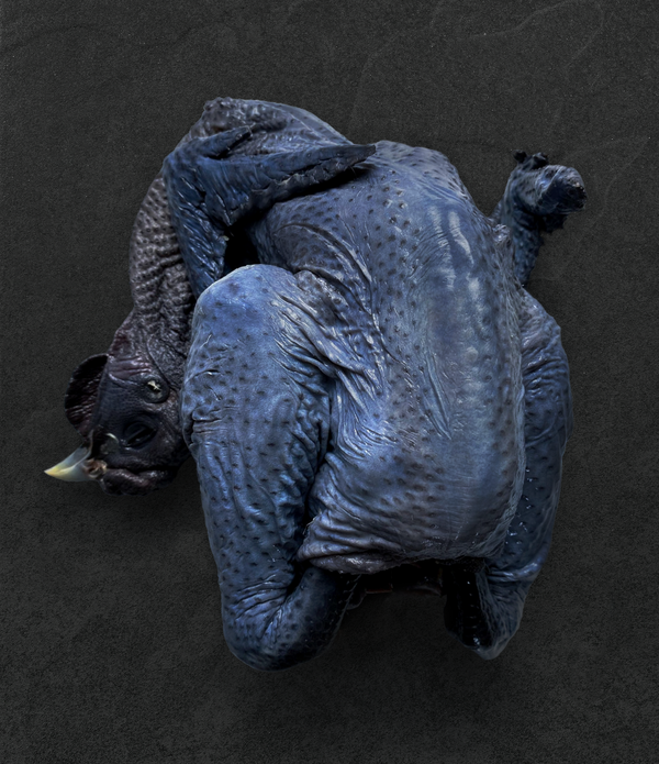 Blue Skinned Silkie Chicken