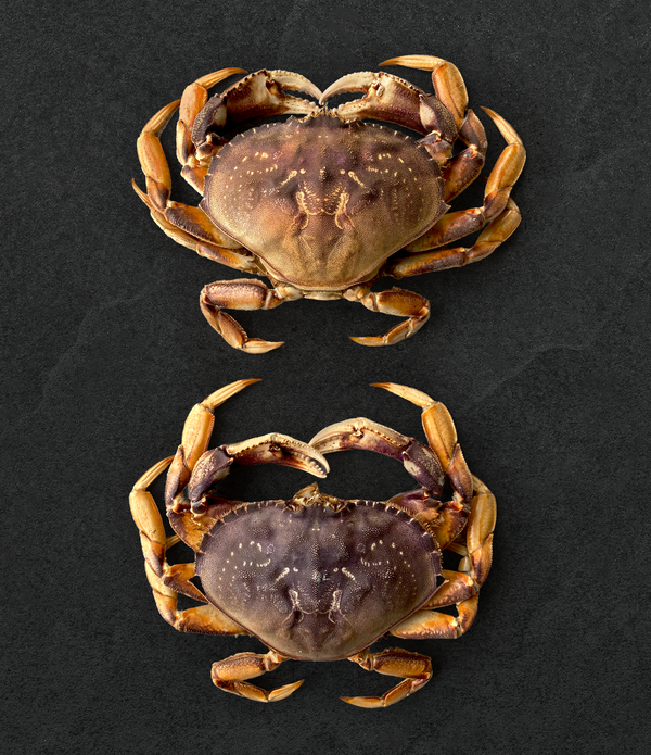 Live California Dungeness Crab