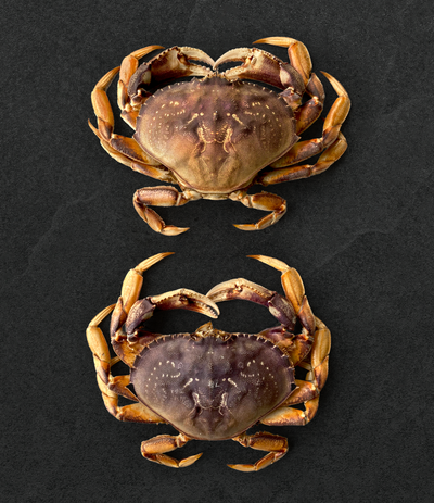 Best Live California Dungeness Crab photos by Regalis Foods - item 1