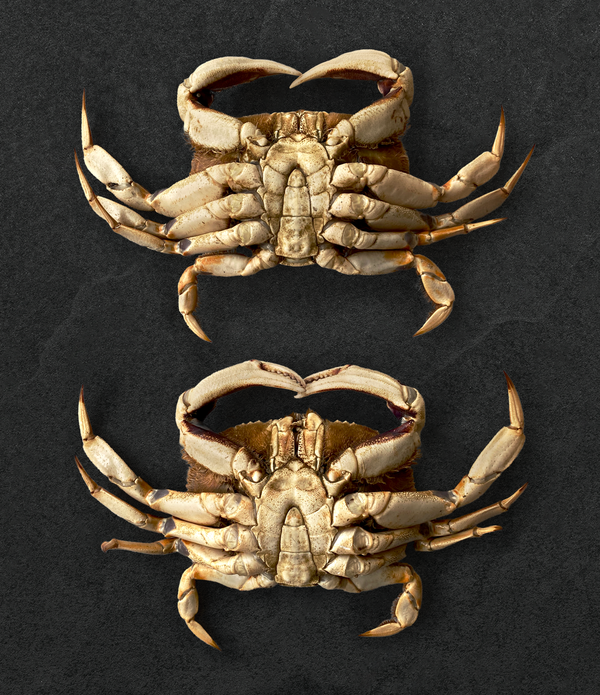 Live California Dungeness Crab