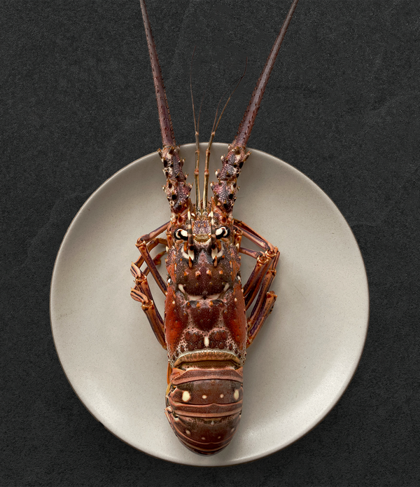 Florida Spiny Lobster