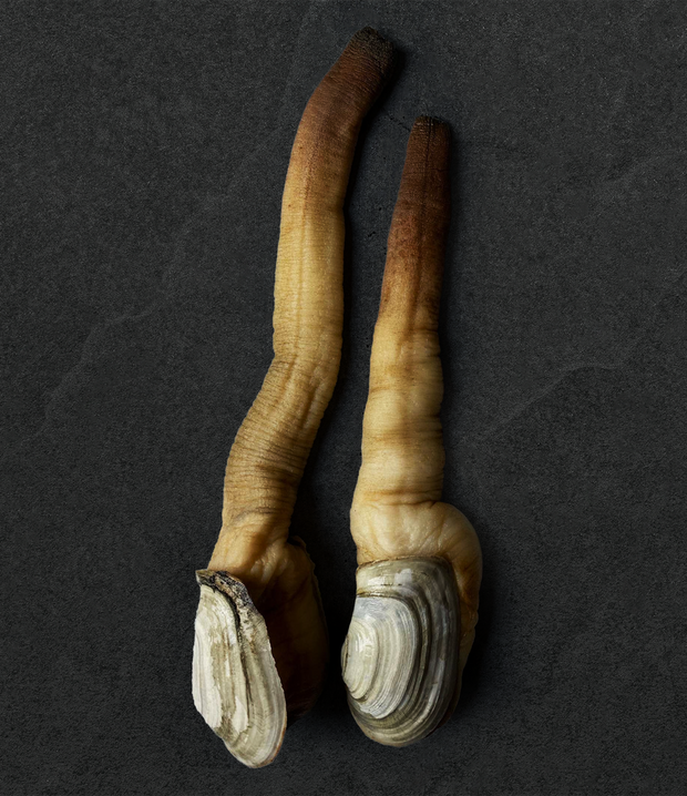 Best Live Geoduck photos by Regalis Foods - item 1