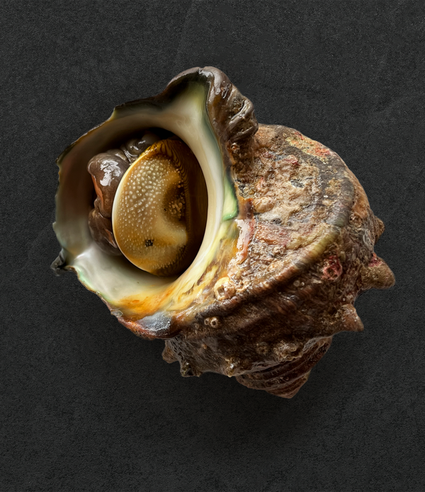 Sazae Horned Turban Shell Snail from Toyosu Market