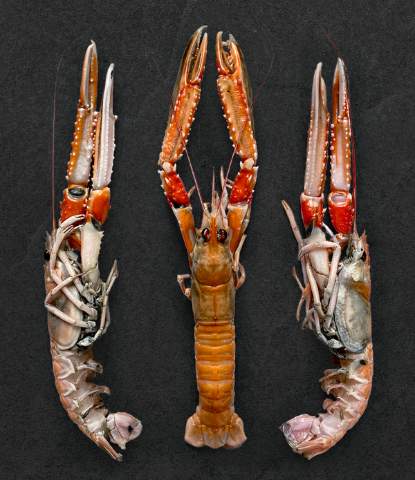 XL Super-Frozen Langoustine