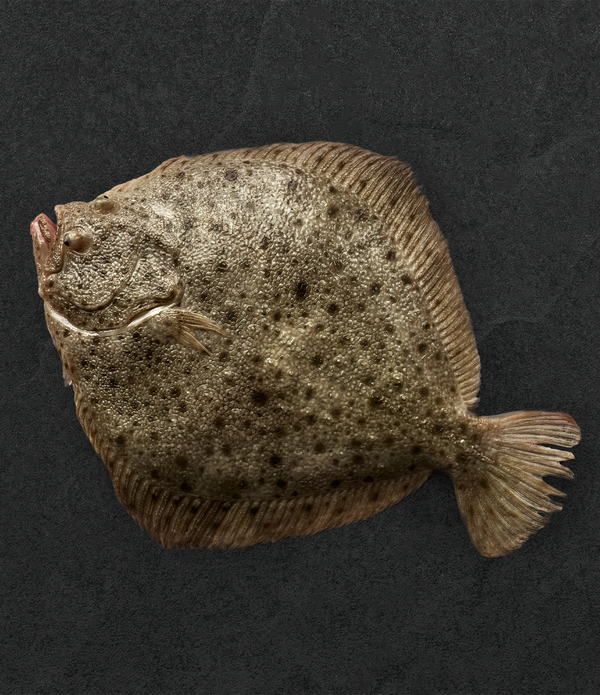 Live Korean Turbot