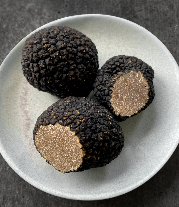 Burgundy Truffle (Tuber uncinatum)
