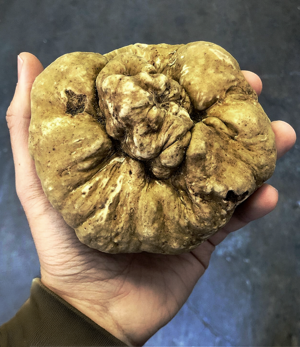 Fresh Winter White Truffles - Large Size