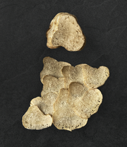 Fresh Winter White Truffles - Small Size