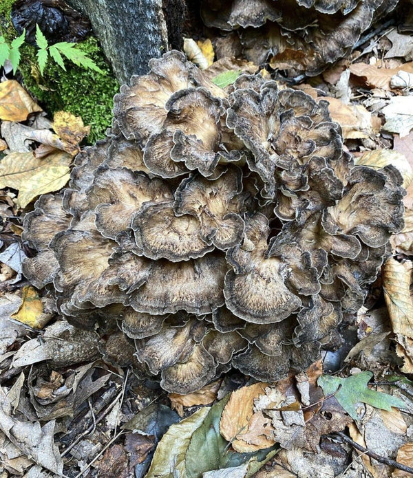Wild Black Maitake - Hen of the Woods