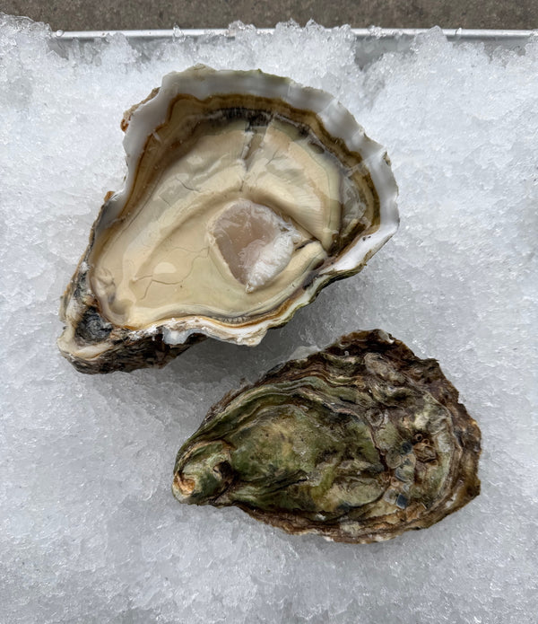 Willapa Bay Behemoth Large Oysters