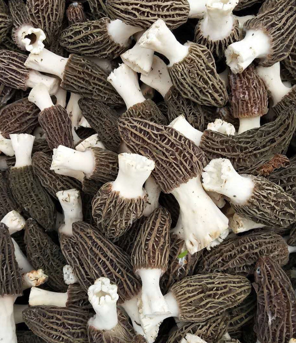 Himalayan "Gucchi" Black Morels