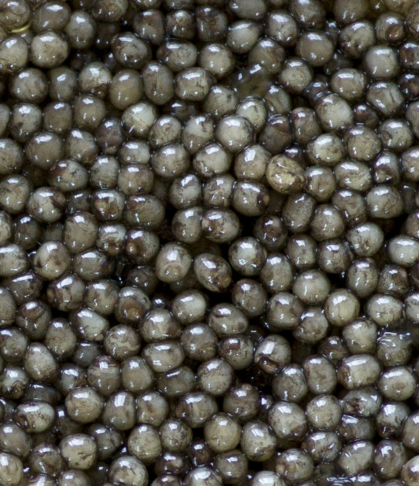 Osetra Royale Caviar